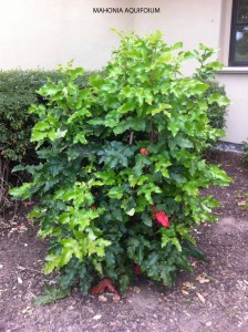 Mahonia aquifoium 1